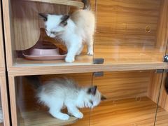 -喵百万·布偶·蓝金金渐层英短·猫舍(百子湾店)