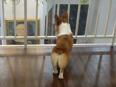 -柯斗斗主题餐厅·狗咖·围炉煮茶·茶饮(国瑞升平里店)