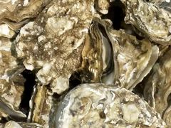 -宾朋海鲜特色美食餐厅·纯手工鲅鱼水饺(兴海路店)