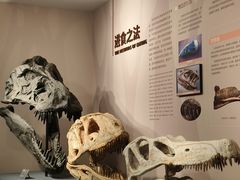 -自贡恐龙博物馆