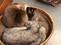 -猫友咖啡店(玉林西路店)