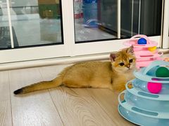 -Bastet sally猫舍购宠(静安店)