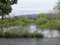 -长田漾湿地公园