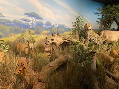 -陕西自然博物馆