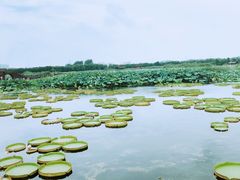 -荷塘月色湿地公园·向阳花洲