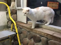 -猫咪博物馆(顶澳仔猫街店)