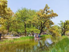 -上海共青森林公园