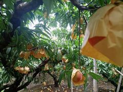 -老袁家蜜桃农场·阳山水蜜桃