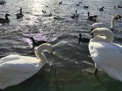 -海德公园