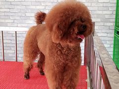 -皇家名犬舍