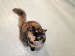 -藏猫猫咖啡主题馆(中央大道店)