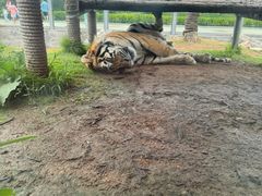 -西霞口神雕山野生动物世界