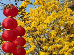 -广州白天鹅宾馆