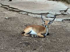 -清迈夜间动物园