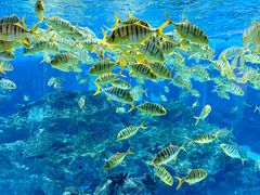 -海合安成都极地海洋公园