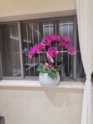 点击看大图 -Garden花園造型