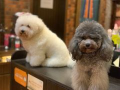 -more than meow吴止猫主题餐厅(承德 中船汇店)