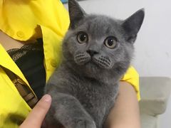 -lincat·猫舍(广州店)