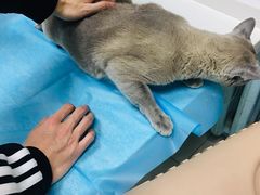 -纳吉亚猫专科动物诊疗中心(蒋宅口分院)