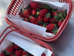 -喜杨洋草莓采摘园