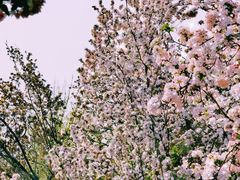 -海棠花溪(元大都城垣遗址公园)