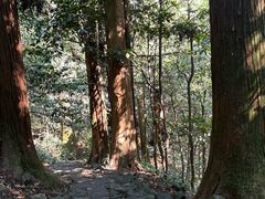 -天目山大树王景区