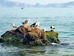 -海驴岛(荣成市)