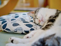 -CAT’S MEWSTAR CAFE·喵星球猫屋(晴湾咖啡店)