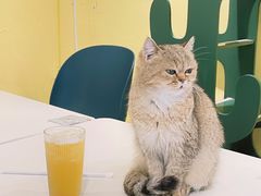 -吉丁鸟咖·异宠·寄养
