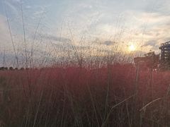 -映月湖中央公园