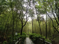 -杭州半山国家森林公园