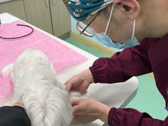 -北京观赏动物医院·24小时大型综合·猫专科·异宠专科