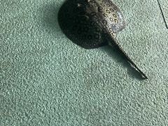 -上海海洋水族馆
