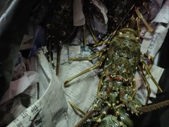 -众彩物流水产市场