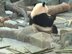 -武汉动物园