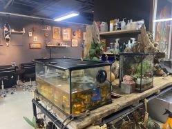 -周忆刺青原创设计定制