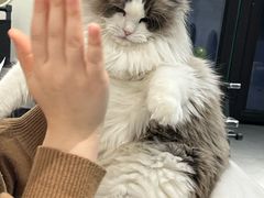 -琪喵猫屋·撸猫猫咖·猫舍