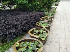 -洪湖生态旅游区