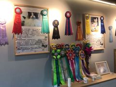 -猫十亿·布偶金渐层·曼基康矮脚猫舍(青年路店)