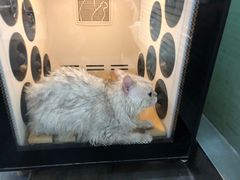 -暖阳宠物医院·犬猫康复中心·骨科