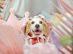 -超宠爱宠物摄影-Super pet