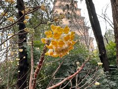 -大慈恩寺(大雁塔)