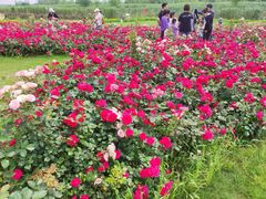 -洪湖湿地生态园