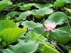 -滕州微山湖红荷湿地景区