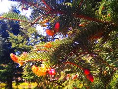 -长白岛森林公园