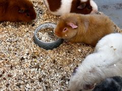 -Honey Bacca 哈尼芭卡高端萌宠(朝阳大悦城店)