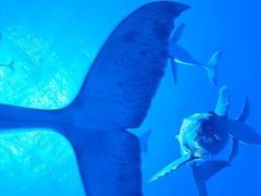 -海合安青岛极地海洋公园
