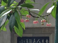 -东山雕花楼