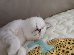 -关爱宠物医院·猫科中心·消化科(滨湖万达分院)