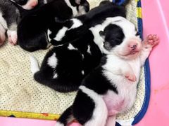 -全聚德(扬州虹桥坊店)